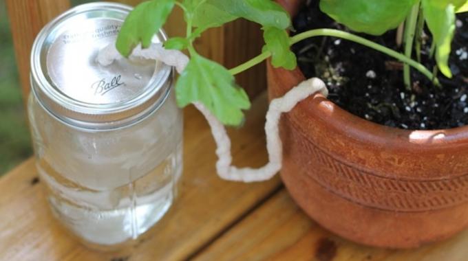 Comment arroser une plante quand on est absent